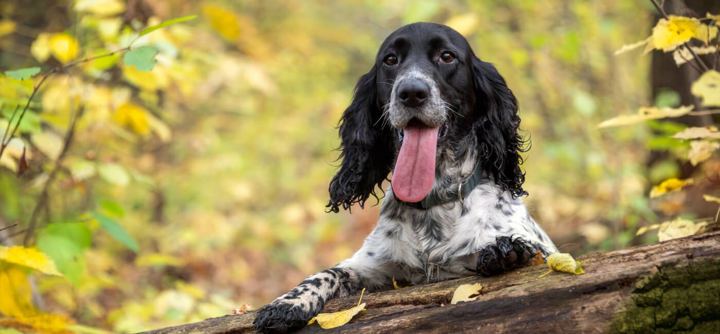 Dog Friendly Holidays